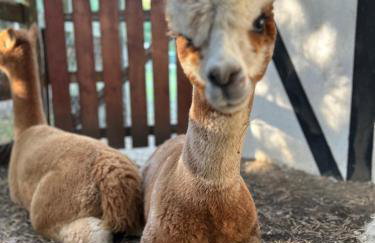 Apartamenty Góra - Foto 4