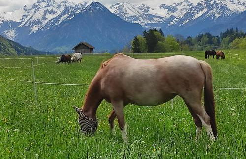 Ponyhof Schöllang - Foto 23