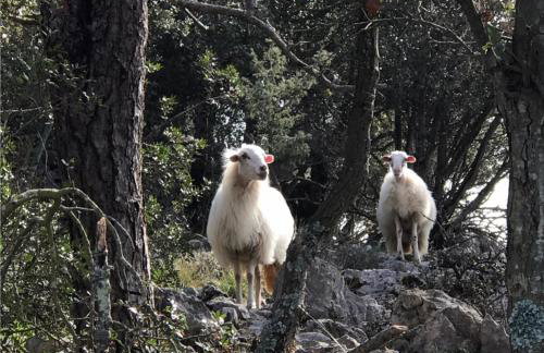 Apartmani Artatore - Foto 32