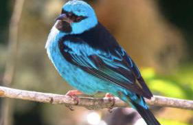 Chalé Centro de Monte Verde - Foto 78