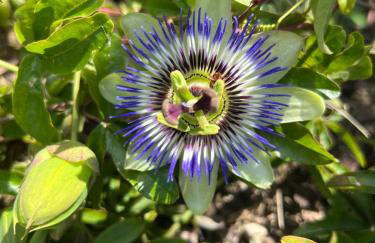 Luxury Villa El Istria with Pool, BBQ, Terrace - Labin-Rabac - Foto 6