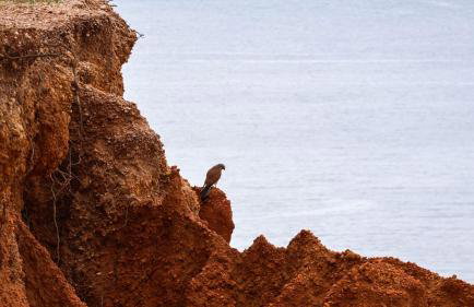 T1 in Albufeira near Alfamar Hotel - Foto 22