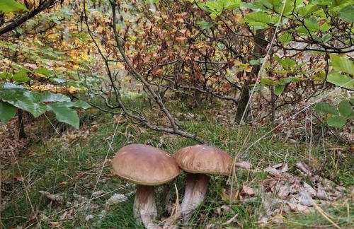 Wczasowe Wzgórze Swornegacie - Foto 24