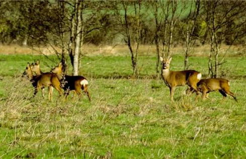 Wilf's Barn, romantic cottage with free parking - Foto 34