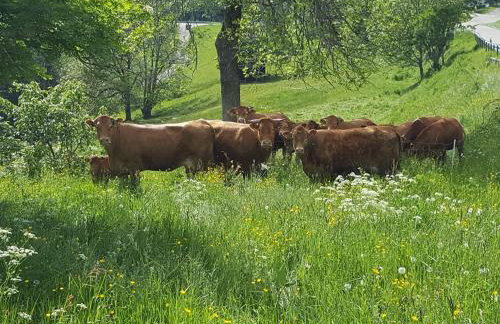 Fischerhof - Foto 33