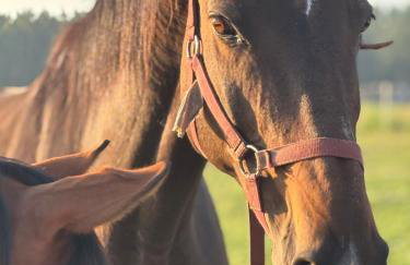 Farma Puchałowo - Foto 26