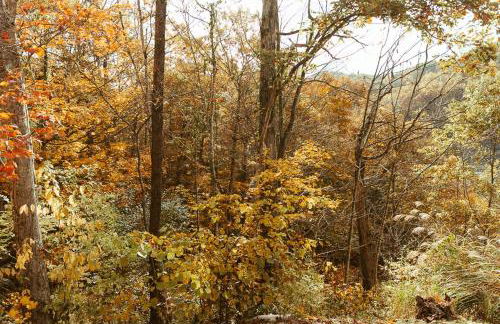 "Rocky Top" - Cozy RRG Cabin off Slade Exit! - Foto 32