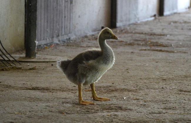 Società Agricola La Staccionata - Foto 19
