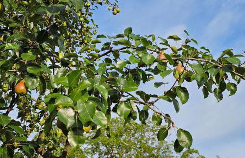 Gartenglück, entspannt wohnen am Obstwanderweg - Foto 40