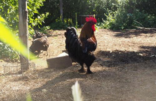 Romantische Wohnung Bauernhof, 100m2 offenes Dachgeschoss - Foto 48