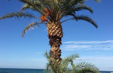 Psaras Apartments - Foto 65