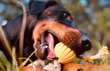 aResowa Wioska - Foto 26