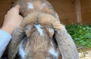 Ranczo Popowice - Foto 36