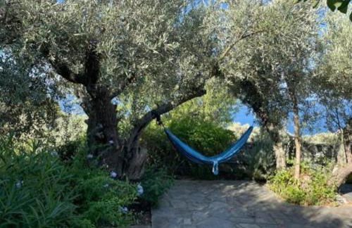 Olive Grove House - Foto 41