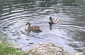 Laghi di Como appartamento di Licinia e Mario - Foto 16