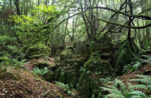 The Owl House Cottage - Foto 34