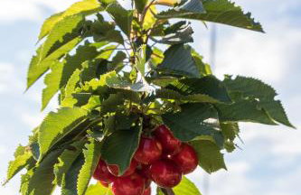 Apartments Željka - Foto 5