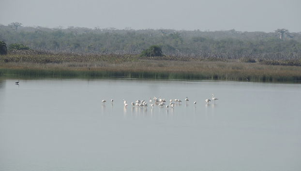 Reserva Privada Kirindy - Foto 3