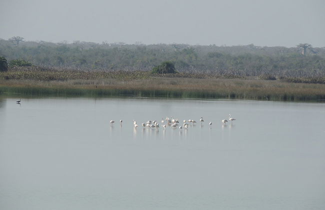 Reserva Privada Kirindy - Foto 3