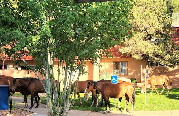 Pinecliff Village - Foto 49