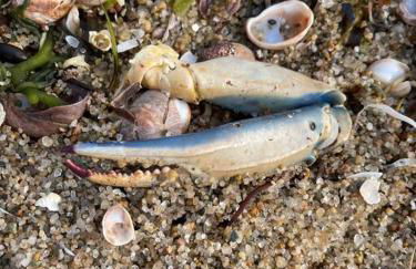 Wedgewood Cottage - Photo 34