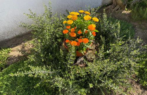 Il Cortile di Adele - Foto 5