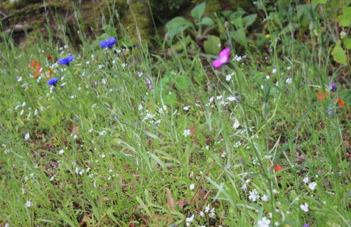 Dromore House Historic Country house - Foto 68