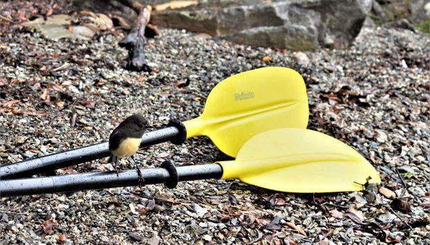 Une aventure en kayak vous attend