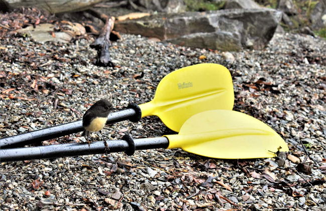 Balade en kayak sur le lac Mapourika - Photo 3