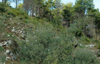 Sentieri Luminosi - Foto 21