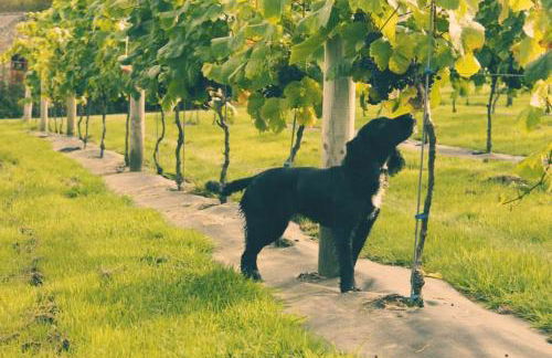 Vineyard Country Cottage - Foto 22