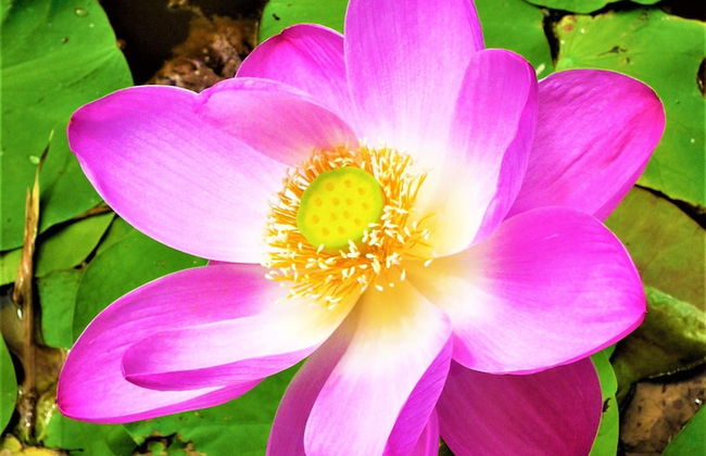 The Mahogany Villa - Foto 78