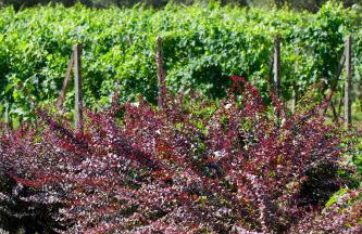 Agriturismo La Casa Di Rodo - Foto 43