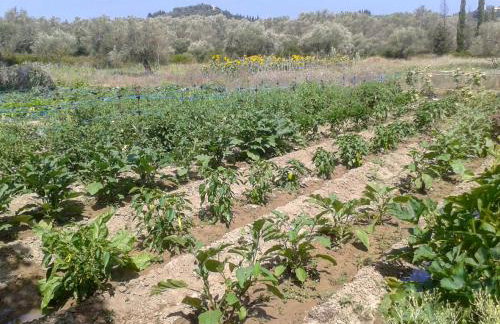 Aroggia Farm - Foto 74