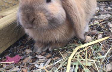 Willow Court Farm Studio South & Petting Farm, 8 mins from Legoland & Windsor, 15 mins from Lapland UK - Foto 96