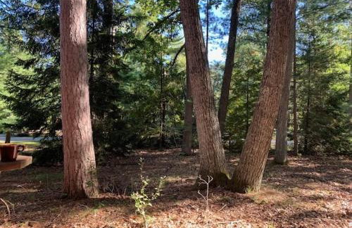 Little Red Cottage in the Woods - Foto 10