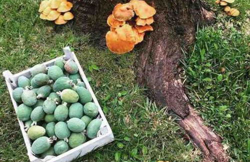 Casa do Vale-Villa with private pool and garden - Foto 64