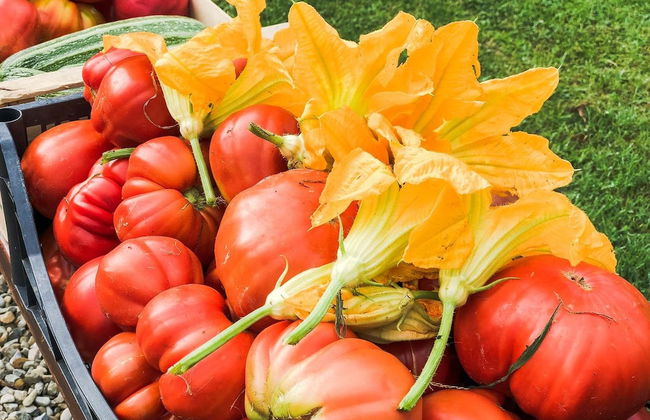 Agriturismo Bellosguardo - Photo 17