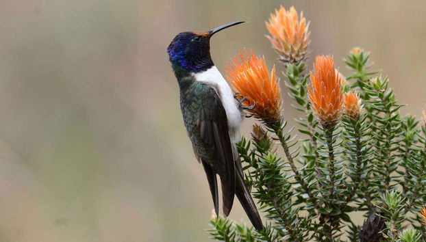 Un uccello su una chuquiraga