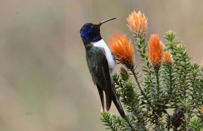 Excursión privada desde Quito - Foto 3