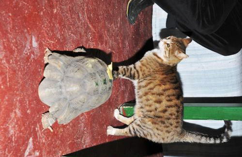 Erofili Rooms - Foto 45