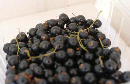 Natur-Aktiv-Hof Thiem - Foto 55