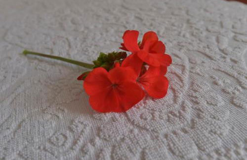 Villa Isola Bella - Costa Verde - Foto 17