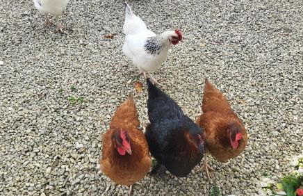 La Bonne Vie Gite - Foto 31