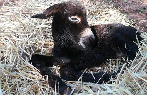 Masseria Le Terrazze di Serranova - Foto 29