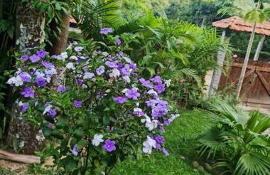 Sítio Borges - Foto 4