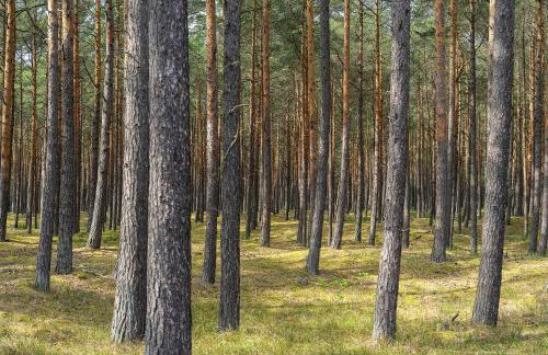 Domki Szumifala - Foto 53