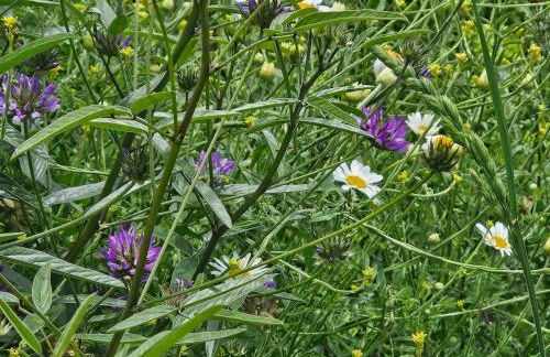 Masia Cal Fuster - Foto 40