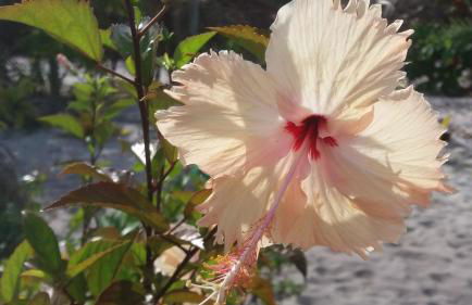 Eco Glamping Caraiva - Foto 25