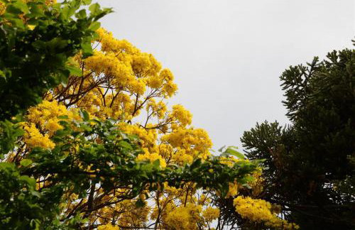 Quintal das Araucárias hospedagem - Foto 32